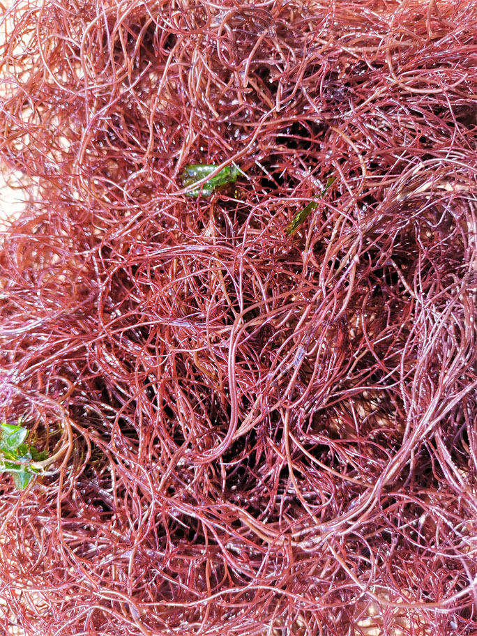 1715743751152525.jpg 瓊脂原料海草2.jpg